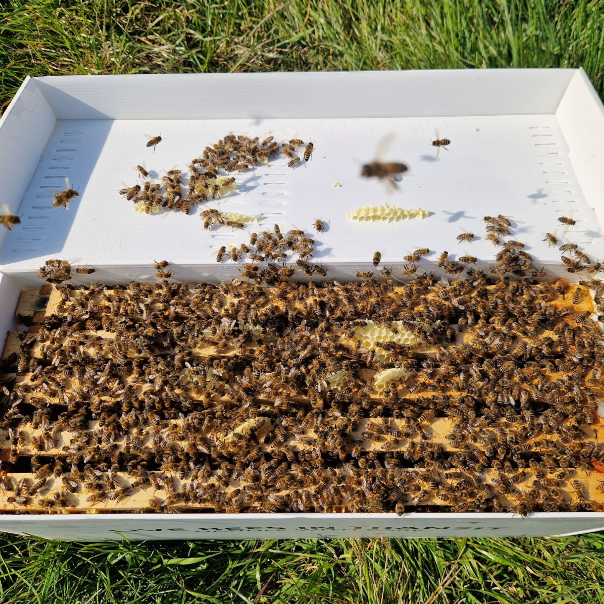 Collected Langstroth Overwintered 5 Frame Nucleus DEPOSIT 2026